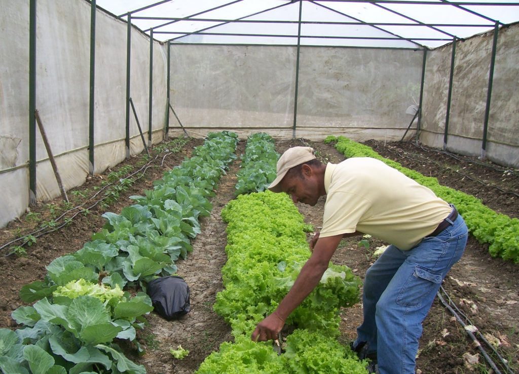 Harvesting cabbage and lettuce in a community greenhouse